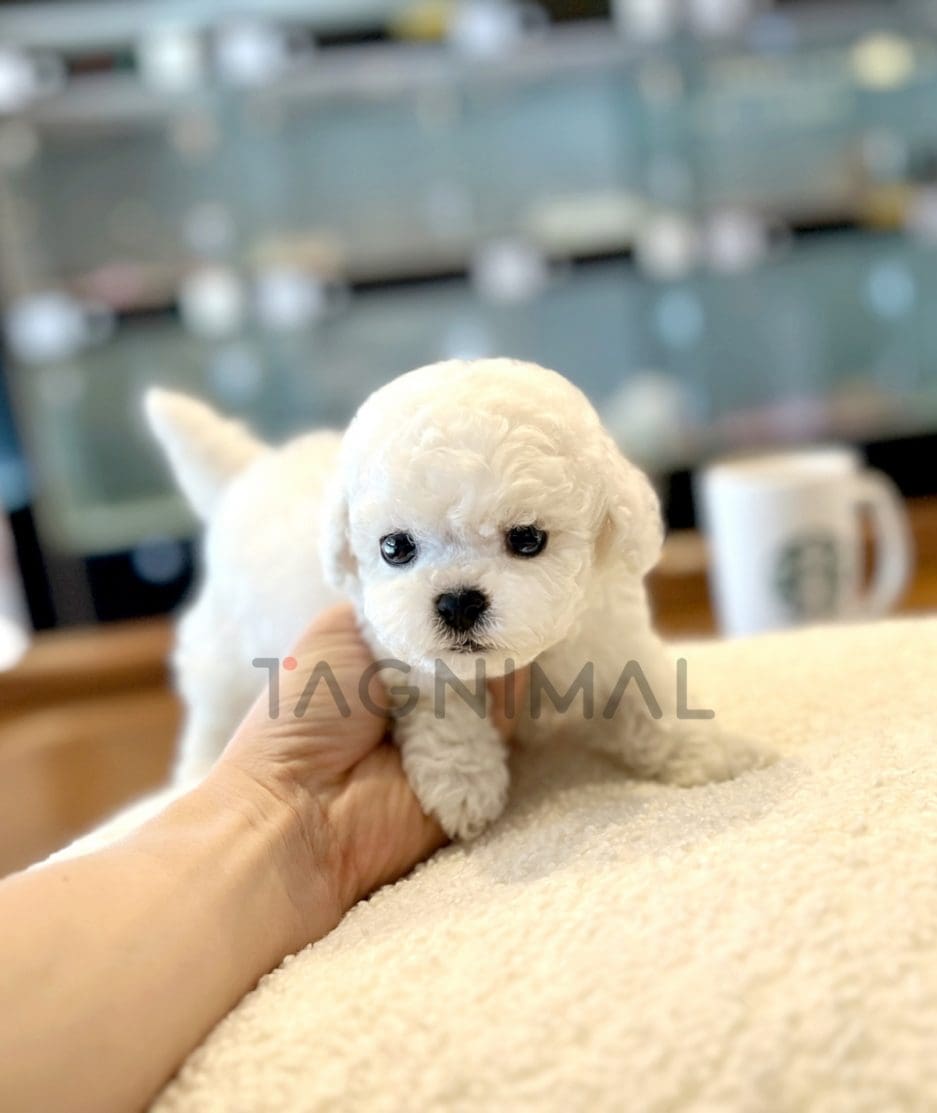 Bichon puppy for sale, dog for sale at Tagnimal