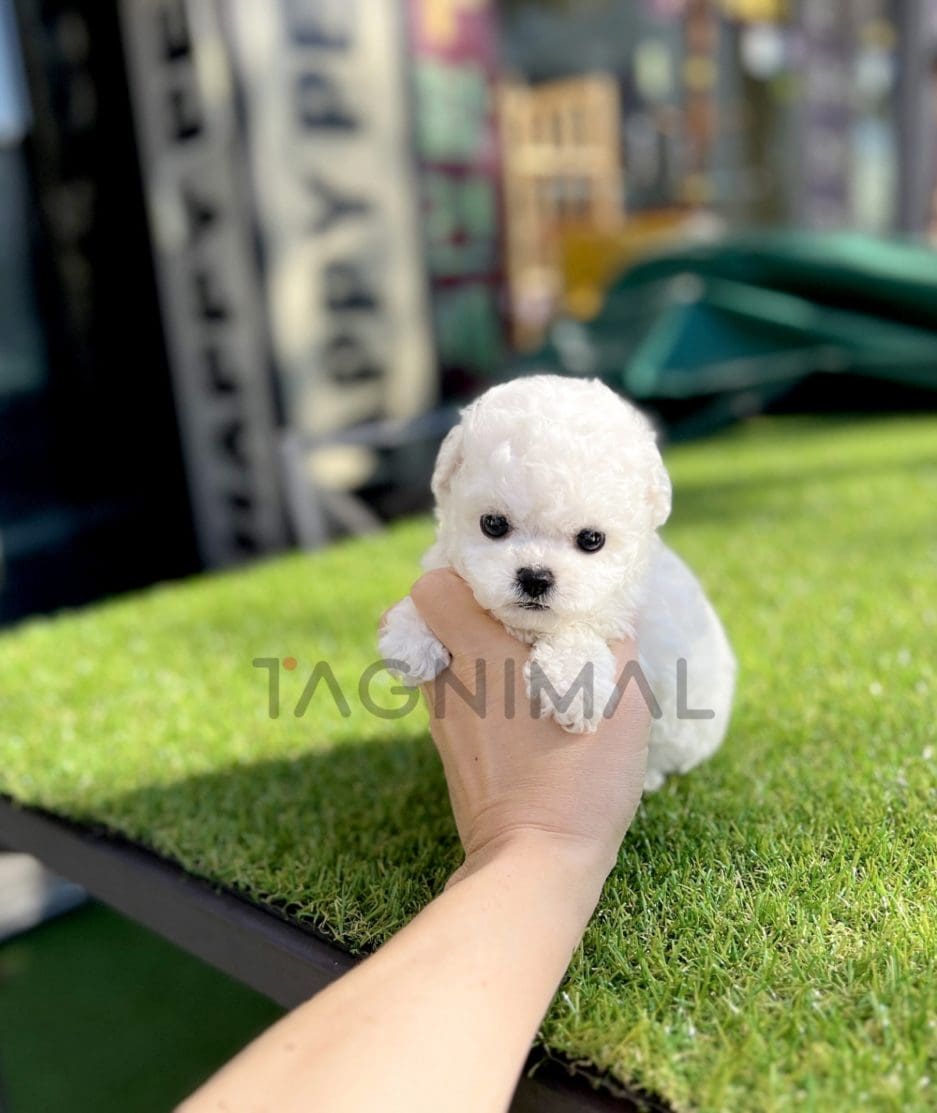 Bichon puppy for sale, dog for sale at Tagnimal