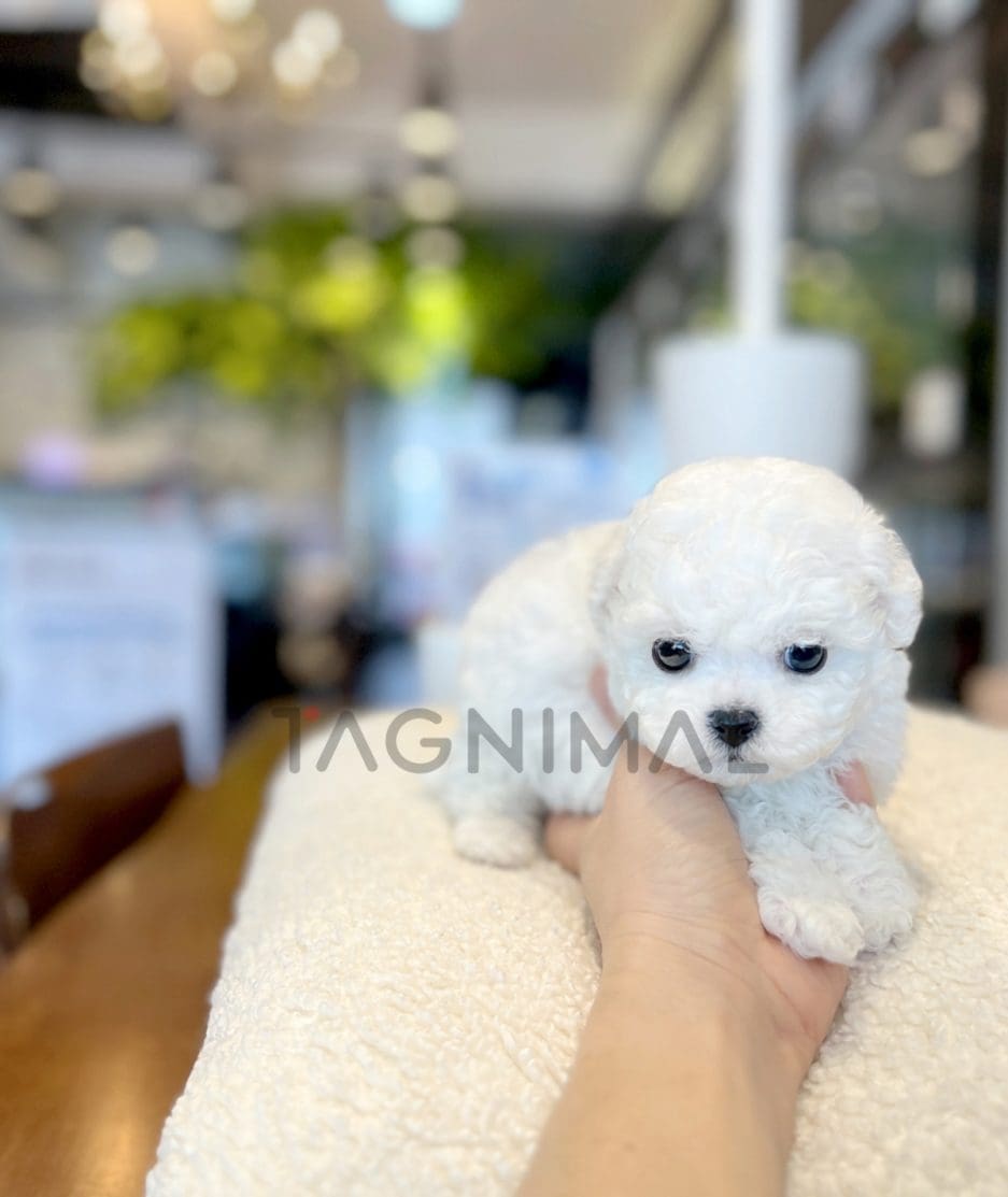 Bichon puppy for sale, dog for sale at Tagnimal