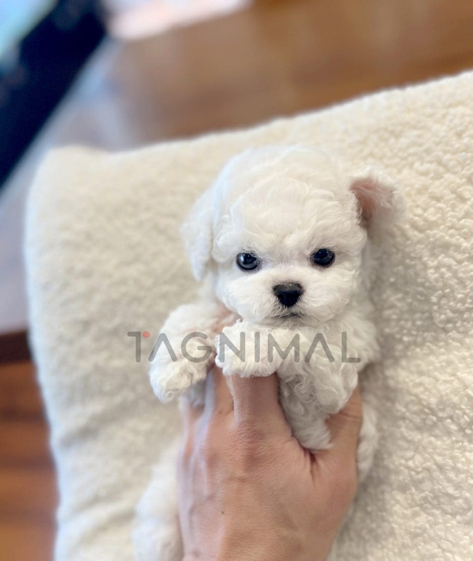 Bichon puppy for sale, dog for sale at Tagnimal