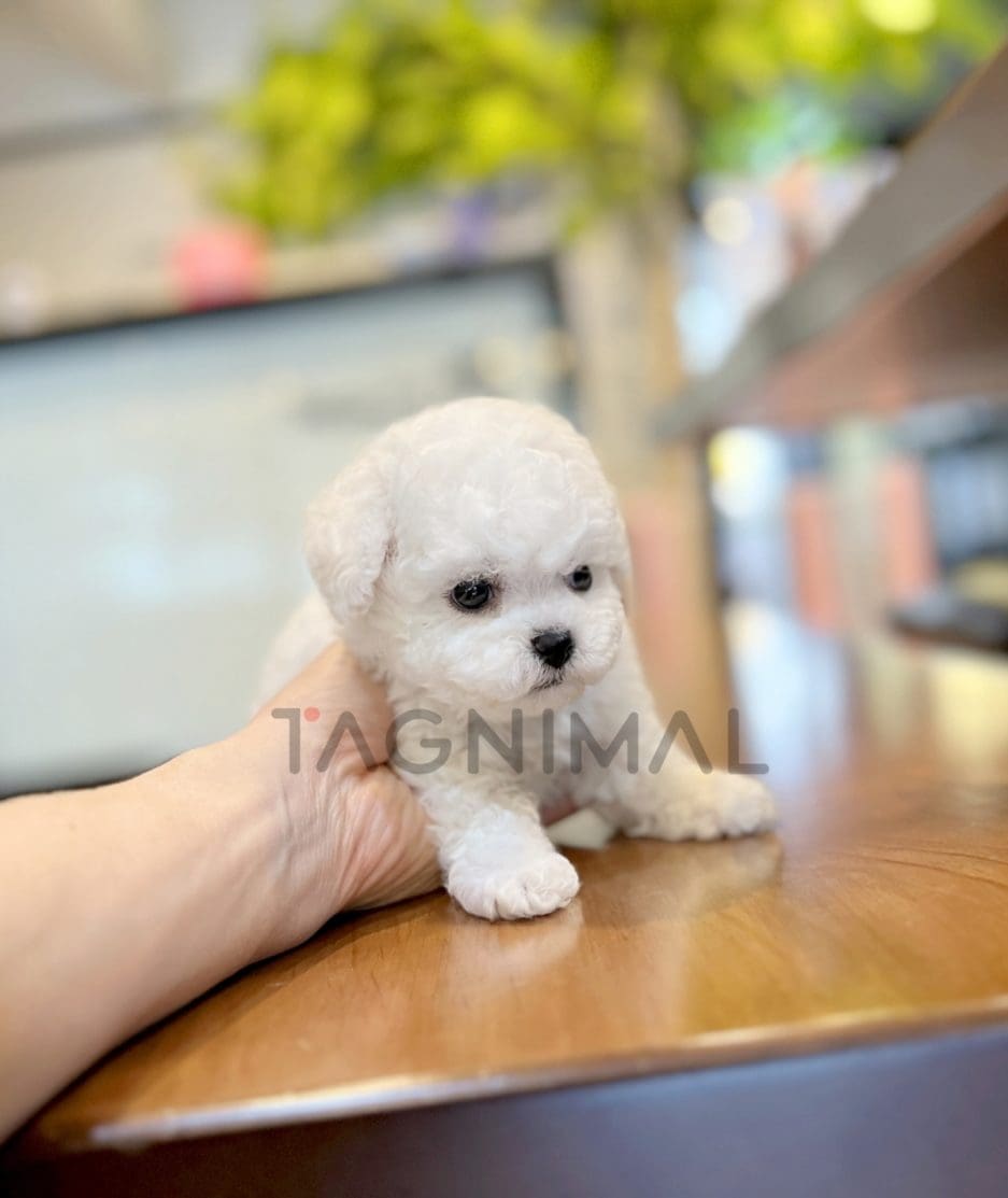 Bichon puppy for sale, dog for sale at Tagnimal