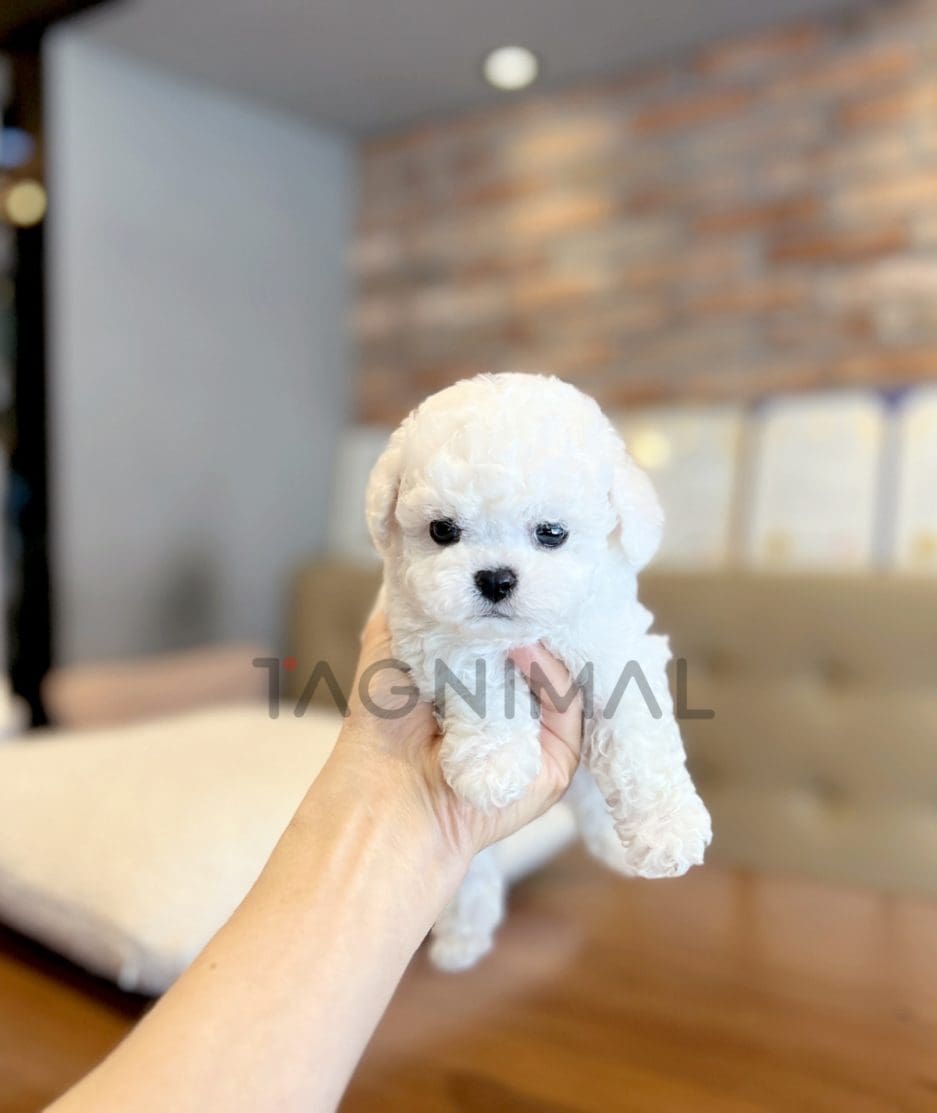 Bichon puppy for sale, dog for sale at Tagnimal