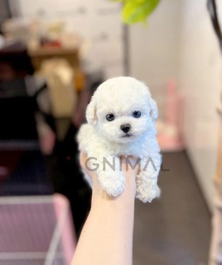 Bichon puppy for sale, dog for sale at Tagnimal