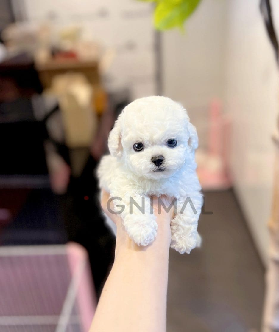 Bichon puppy for sale, dog for sale at Tagnimal