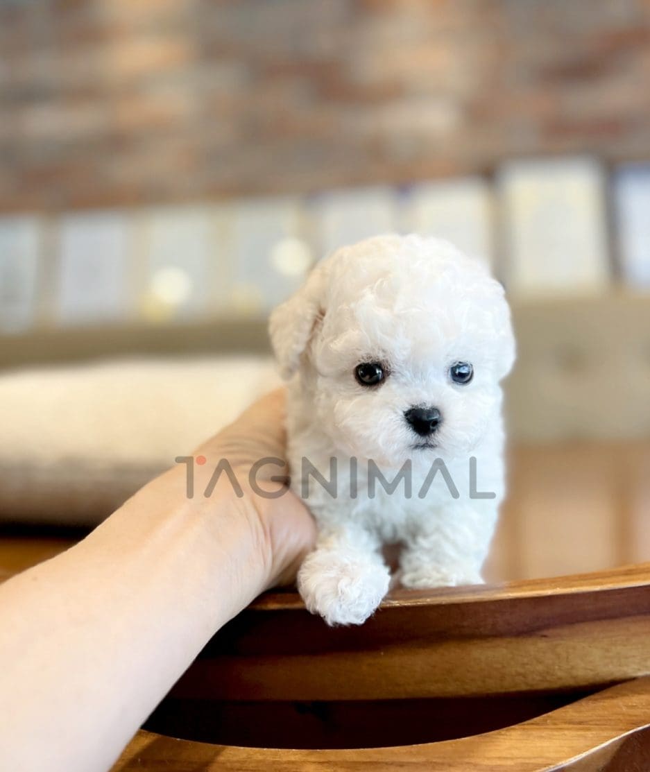 Bichon puppy for sale, dog for sale at Tagnimal