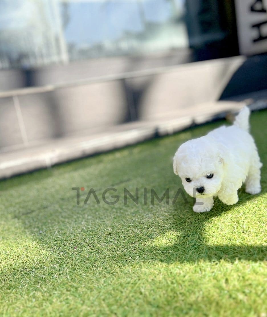 Bichon puppy for sale, dog for sale at Tagnimal