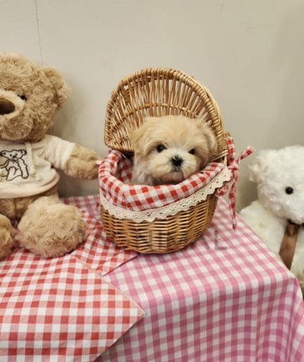 Maltipoo puppy for sale, dog for sale at Tagnimal