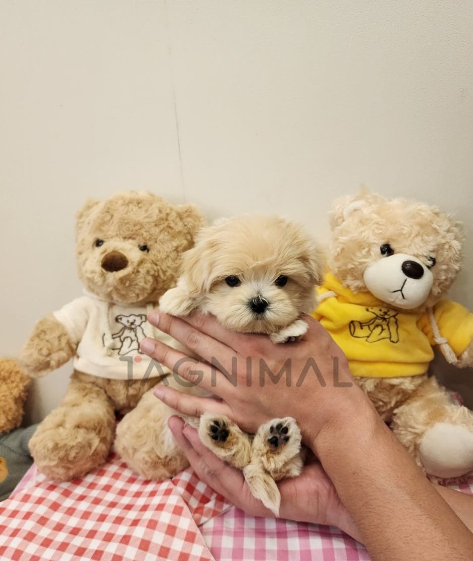 Maltipoo puppy for sale, dog for sale at Tagnimal