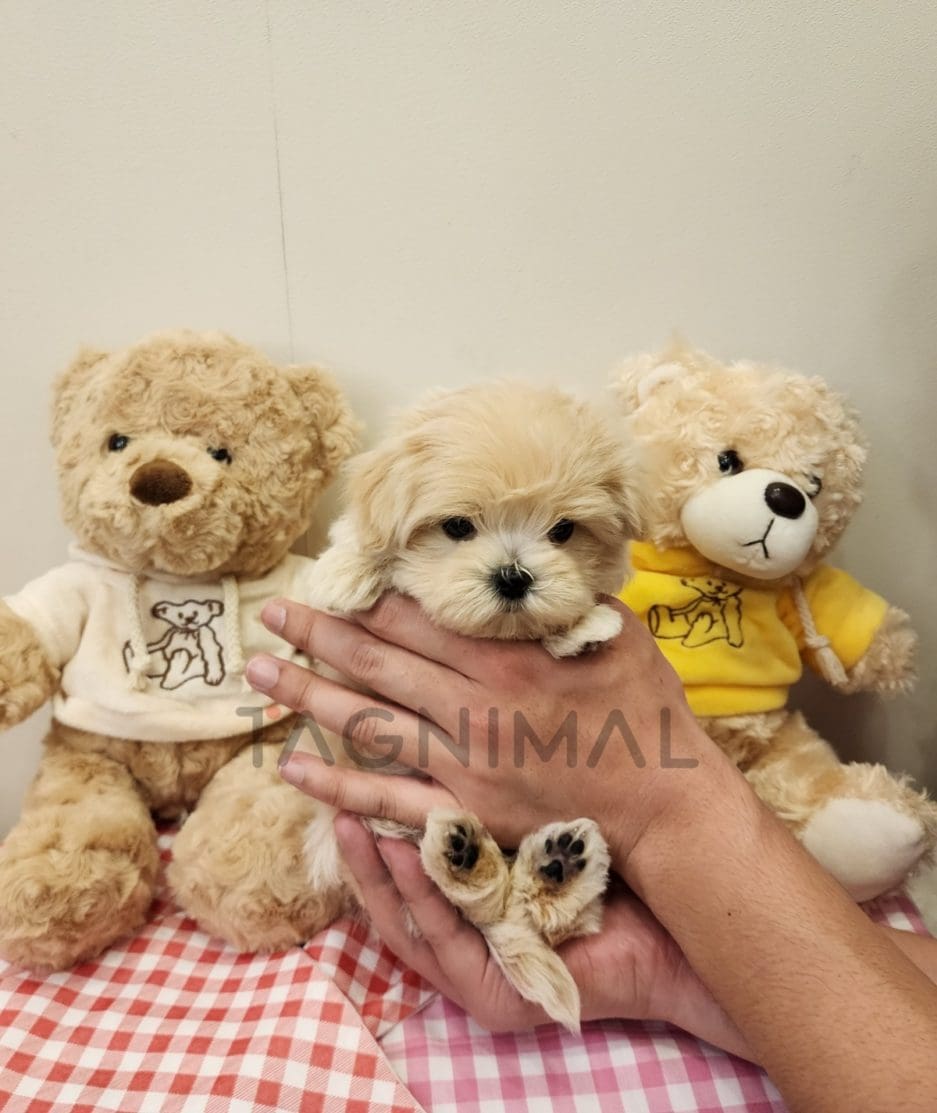 Maltipoo puppy for sale, dog for sale at Tagnimal