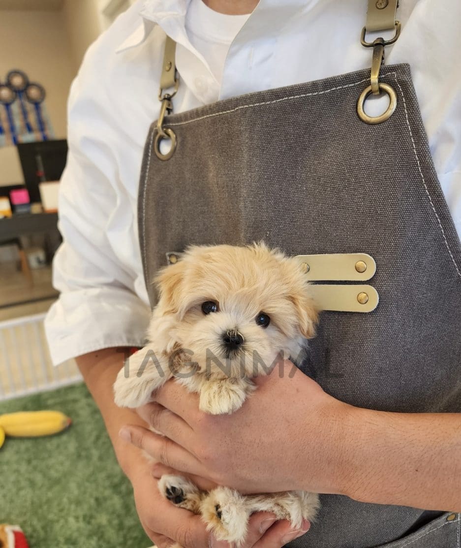 Maltipoo puppy for sale, dog for sale at Tagnimal