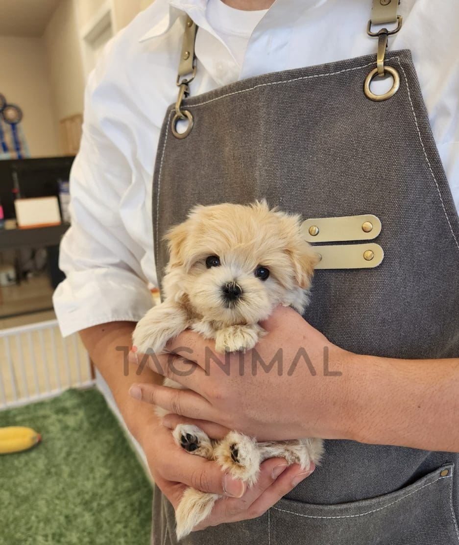 Maltipoo puppy for sale, dog for sale at Tagnimal