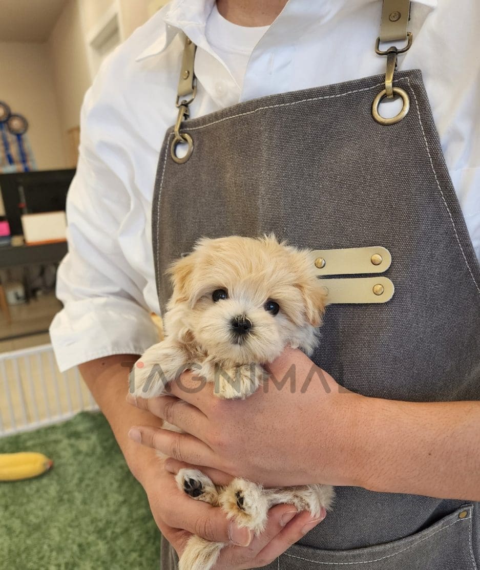 Maltipoo puppy for sale, dog for sale at Tagnimal