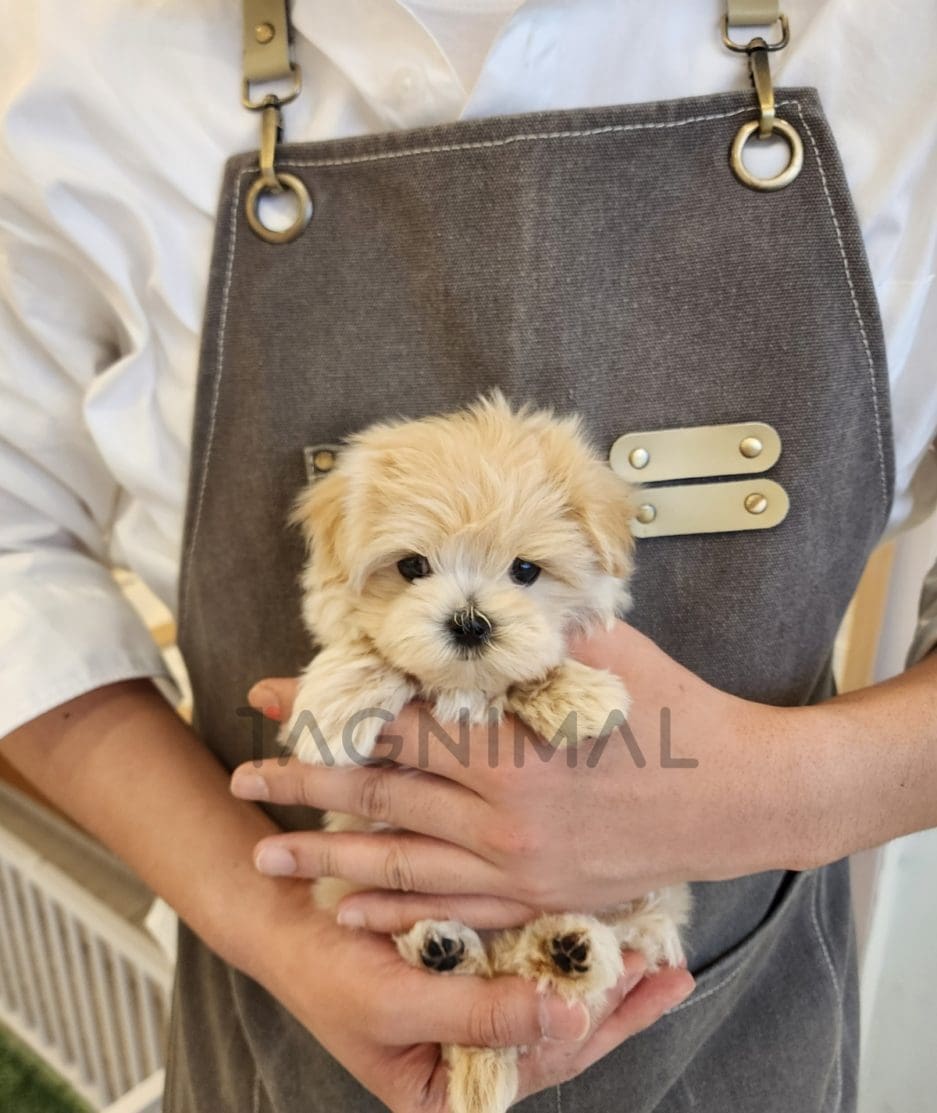 Maltipoo puppy for sale, dog for sale at Tagnimal