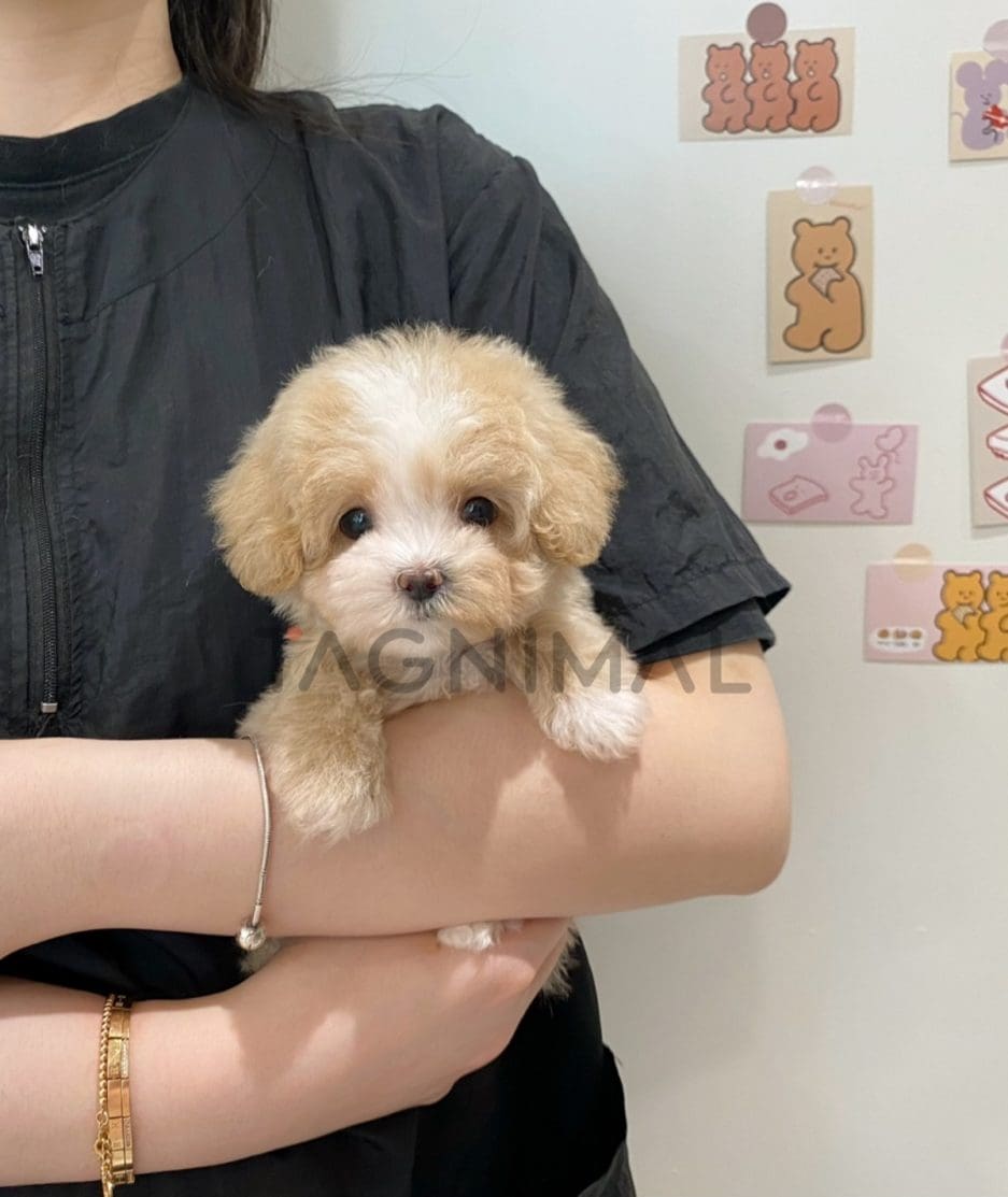 Maltipoo puppy for sale, dog for sale at Tagnimal