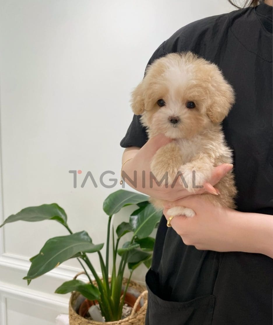 Maltipoo puppy for sale, dog for sale at Tagnimal