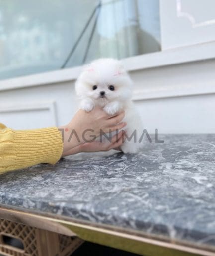 Pomeranian puppy for sale, dog for sale at Tagnimal