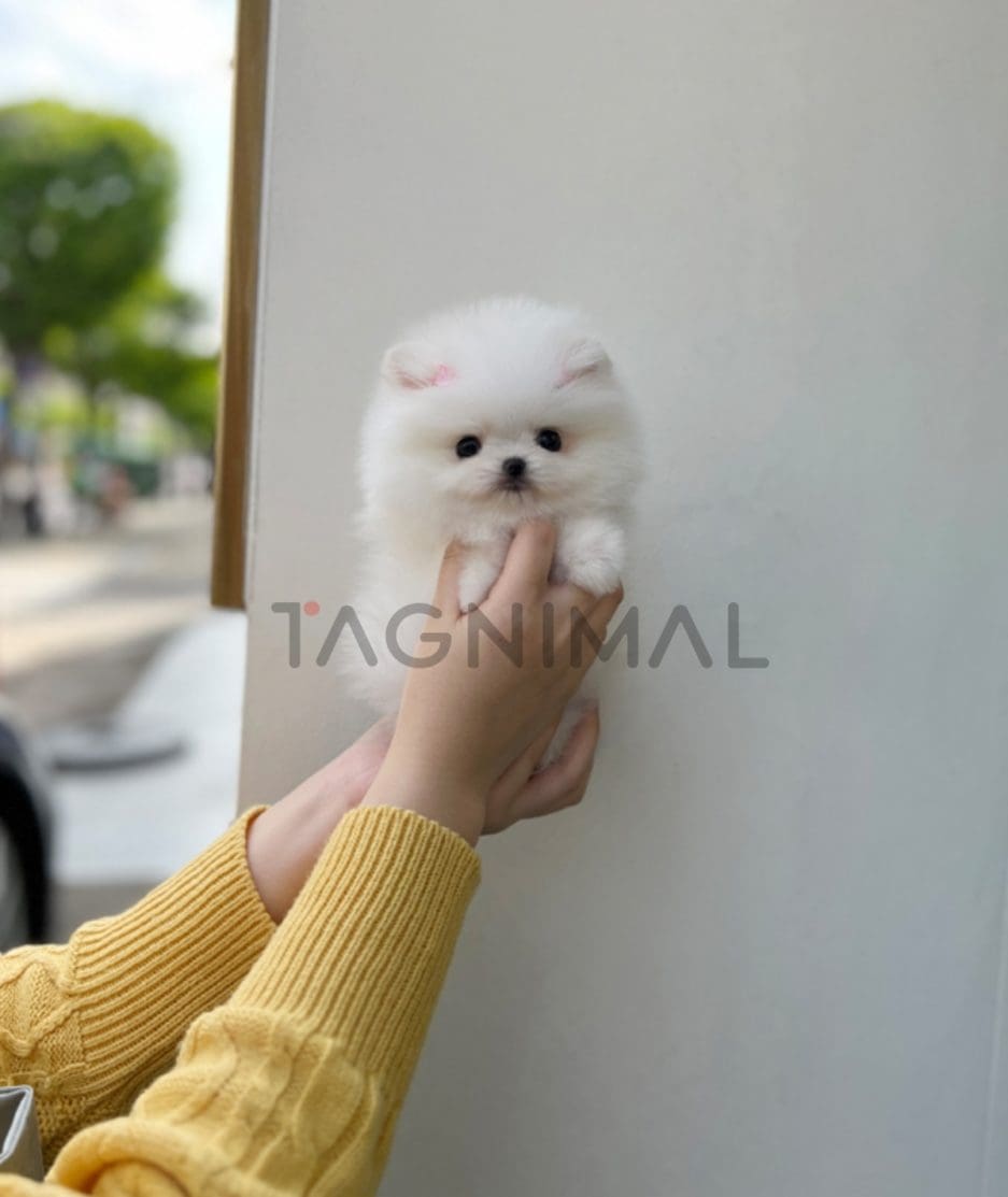 Pomeranian puppy for sale, dog for sale at Tagnimal