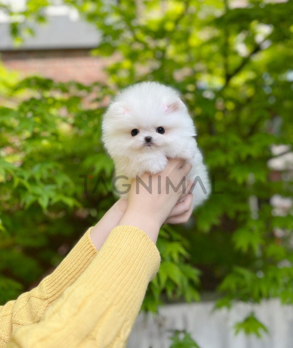 Pomeranian puppy for sale, dog for sale at Tagnimal