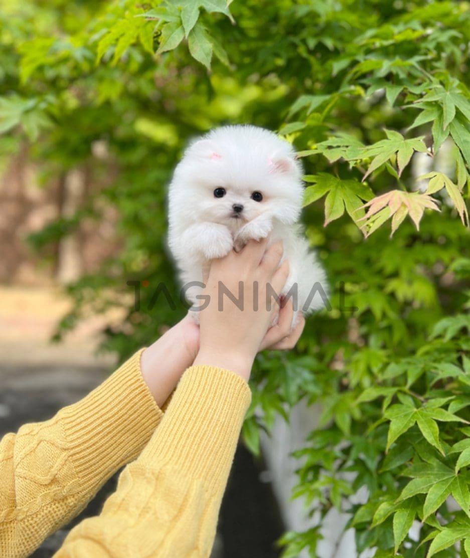 Pomeranian puppy for sale, dog for sale at Tagnimal