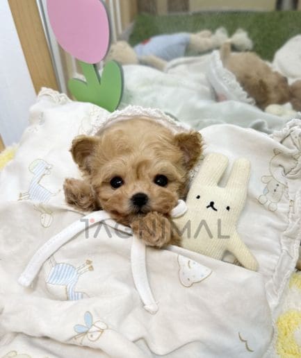 Maltipoo puppy for sale, dog for sale at Tagnimal