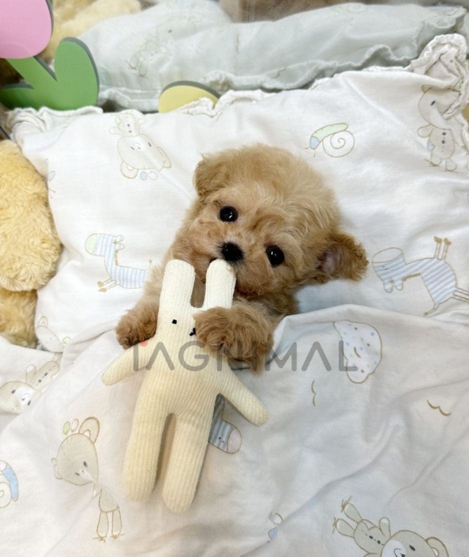 Maltipoo puppy for sale, dog for sale at Tagnimal