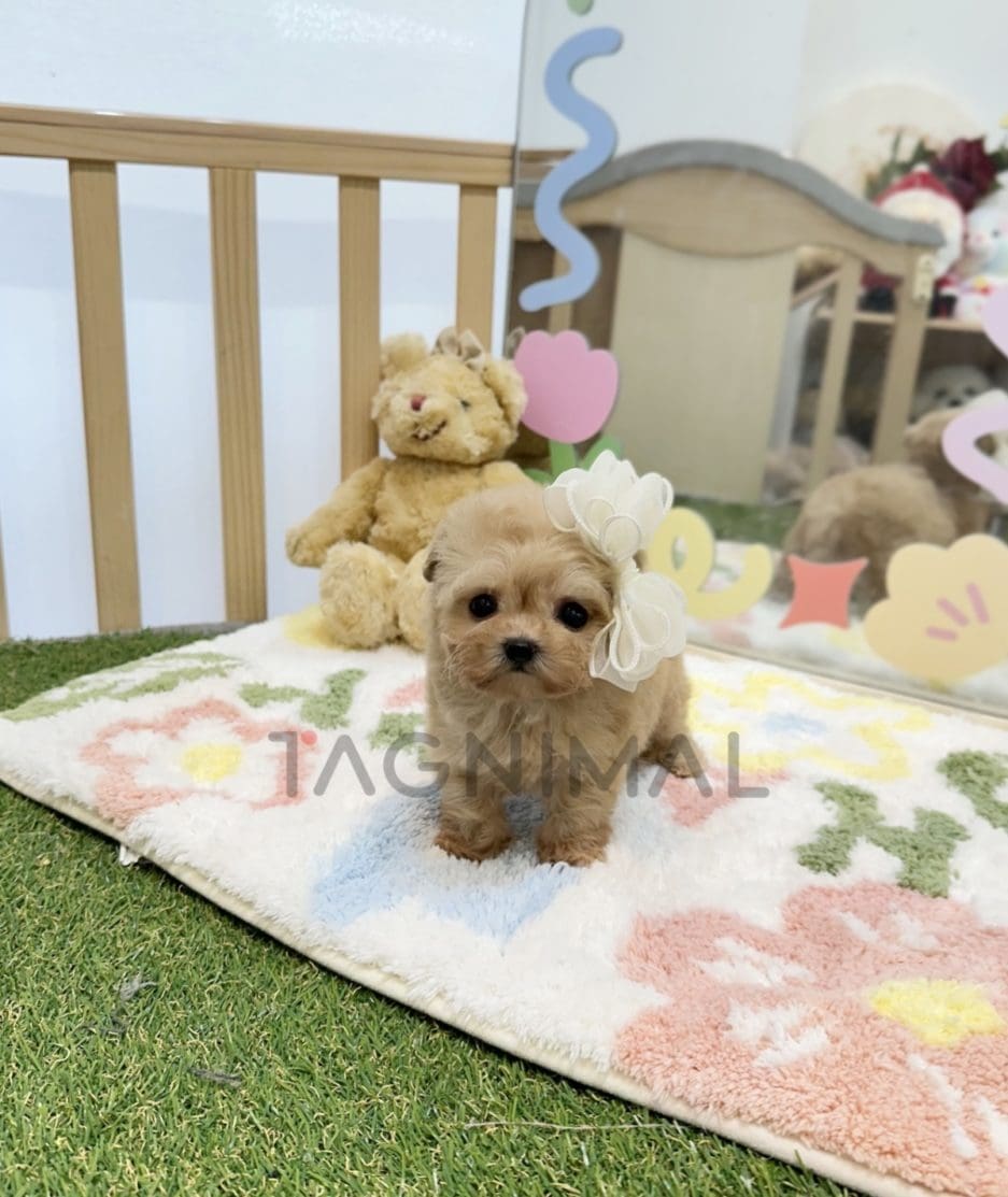 Maltipoo puppy for sale, dog for sale at Tagnimal