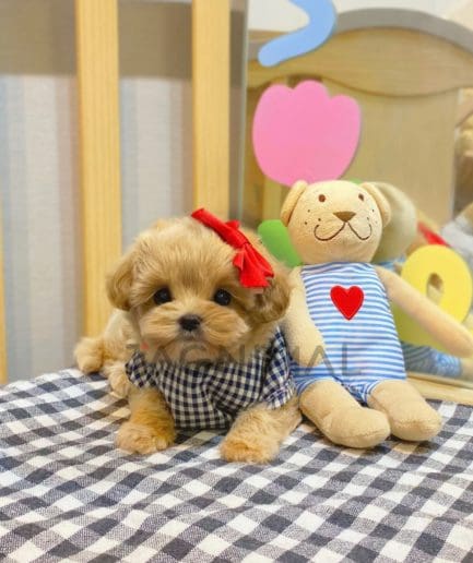 Maltipoo puppy for sale, dog for sale at Tagnimal