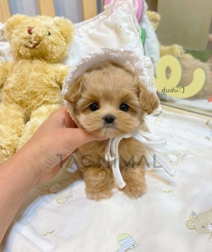 Maltipoo puppy for sale, dog for sale at Tagnimal