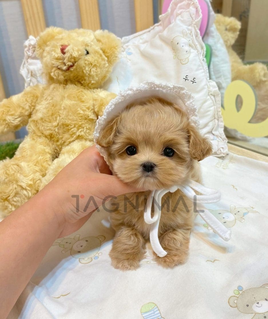 Maltipoo puppy for sale, dog for sale at Tagnimal