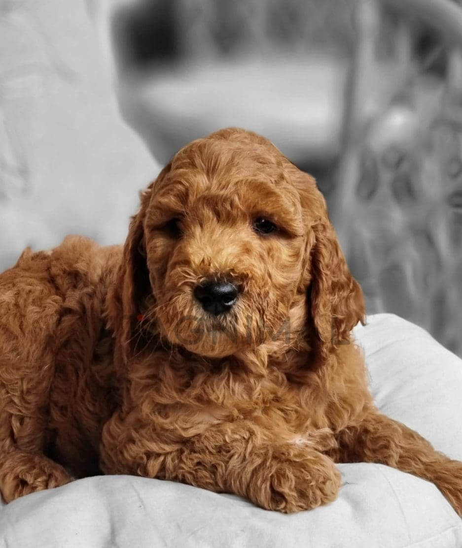 Goldendoodle puppy for sale, dog for sale at Tagnimal