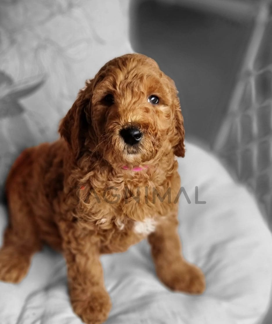 Goldendoodle puppy for sale, dog for sale at Tagnimal