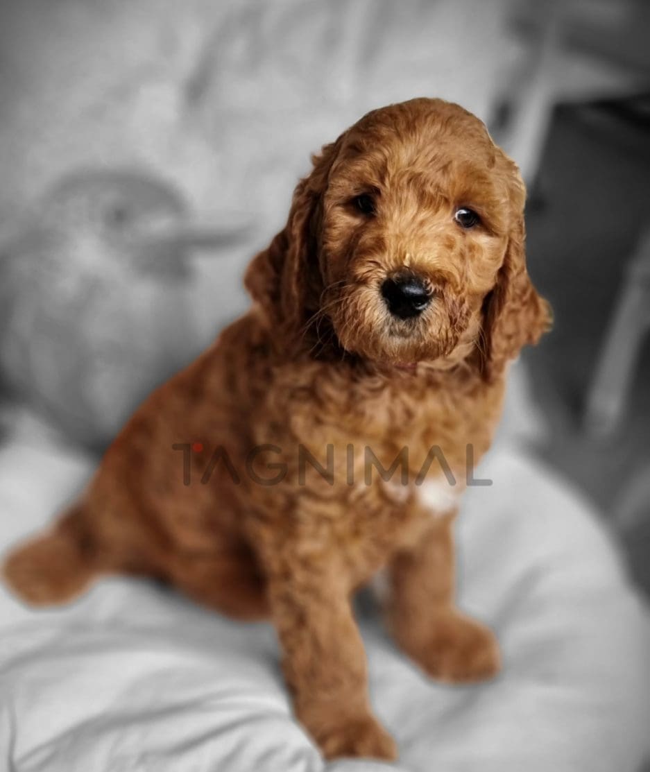 Goldendoodle puppy for sale, dog for sale at Tagnimal