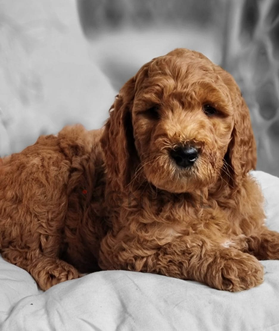 Goldendoodle puppy for sale, dog for sale at Tagnimal