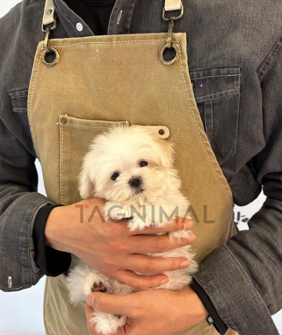 Maltese puppy for sale, dog for sale at Tagnimal