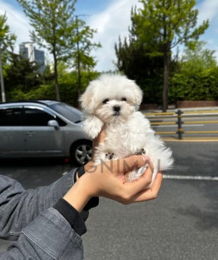 Maltese puppy for sale, dog for sale at Tagnimal