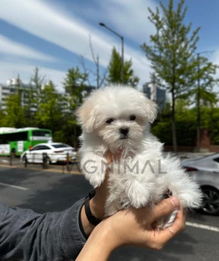 Maltese puppy for sale, dog for sale at Tagnimal