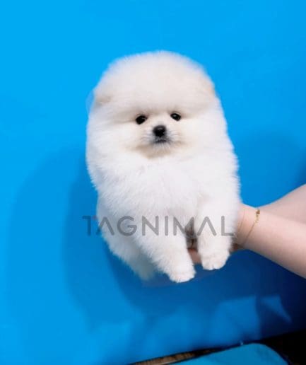 Pomeranian puppy for sale, dog for sale at Tagnimal