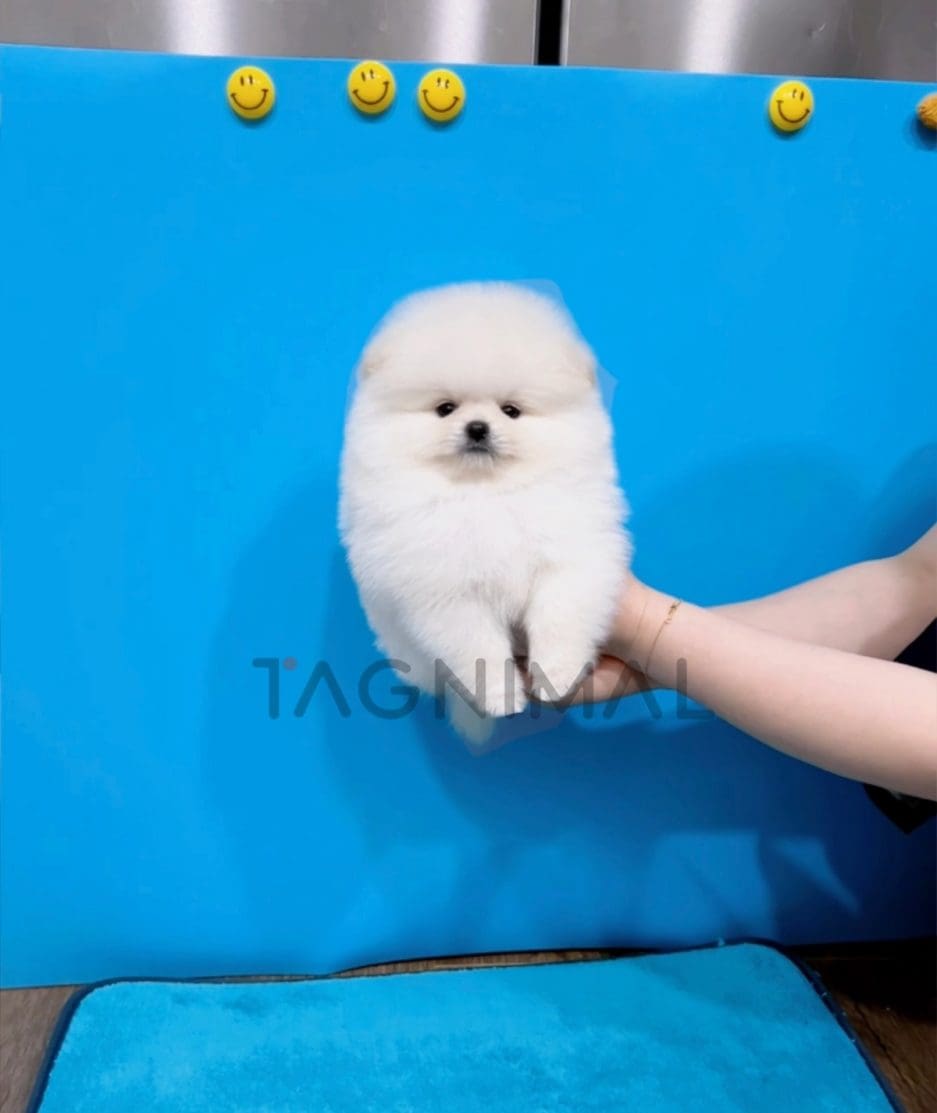 Pomeranian puppy for sale, dog for sale at Tagnimal