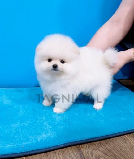 Pomeranian puppy for sale, dog for sale at Tagnimal