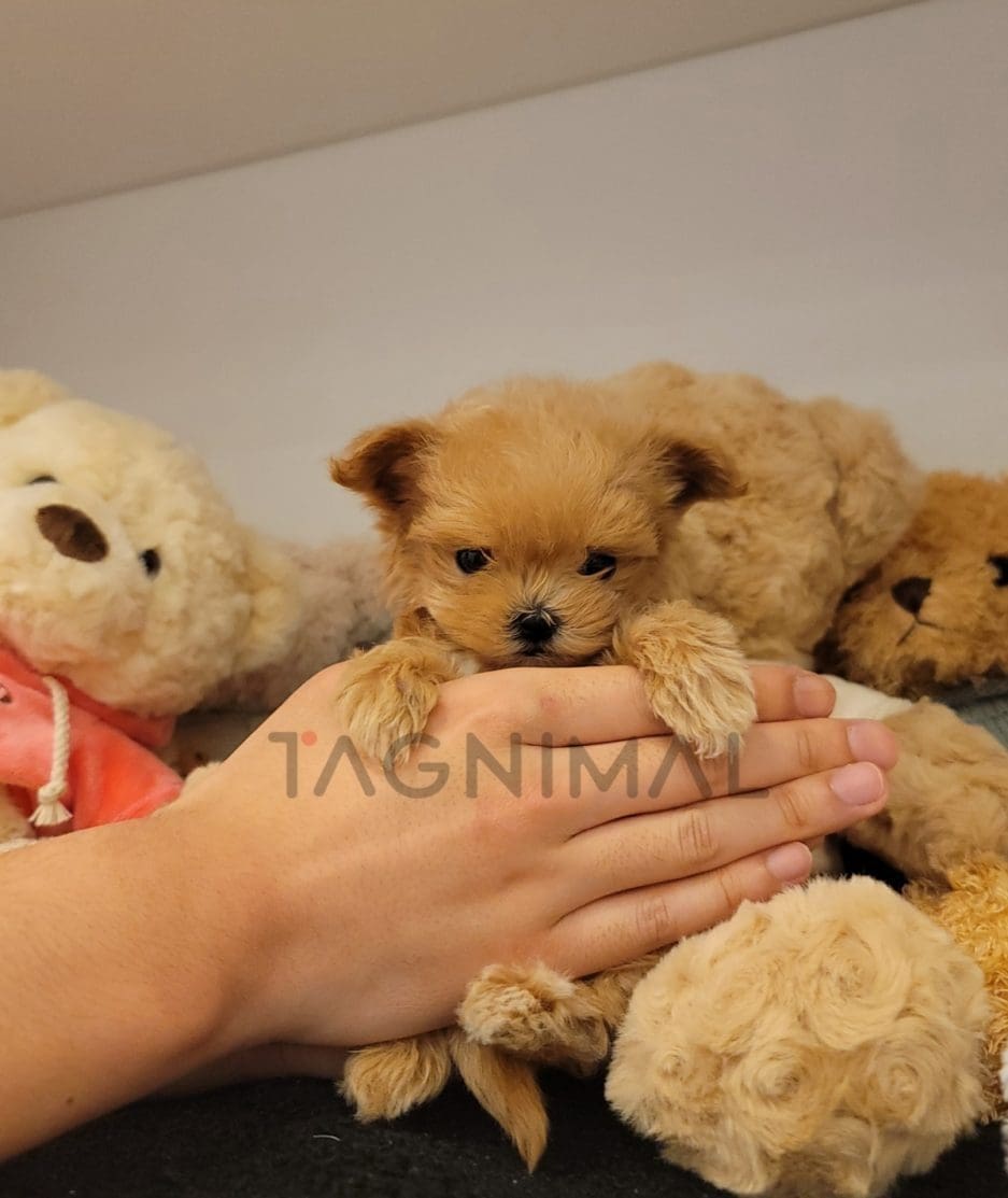 Maltipoo puppy for sale, dog for sale at Tagnimal