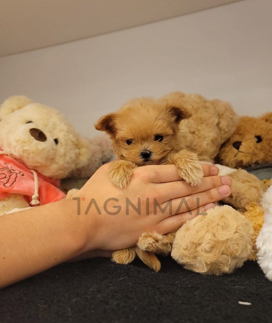 Maltipoo puppy for sale, dog for sale at Tagnimal