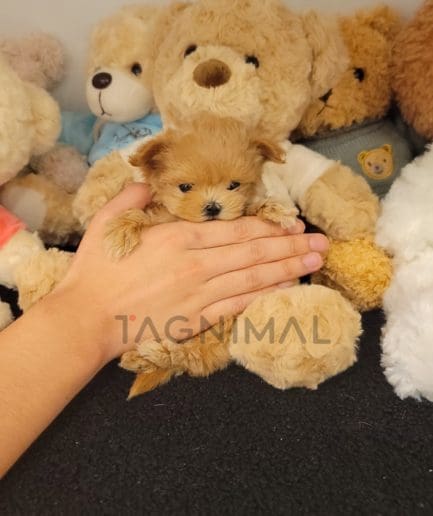 Maltipoo puppy for sale, dog for sale at Tagnimal