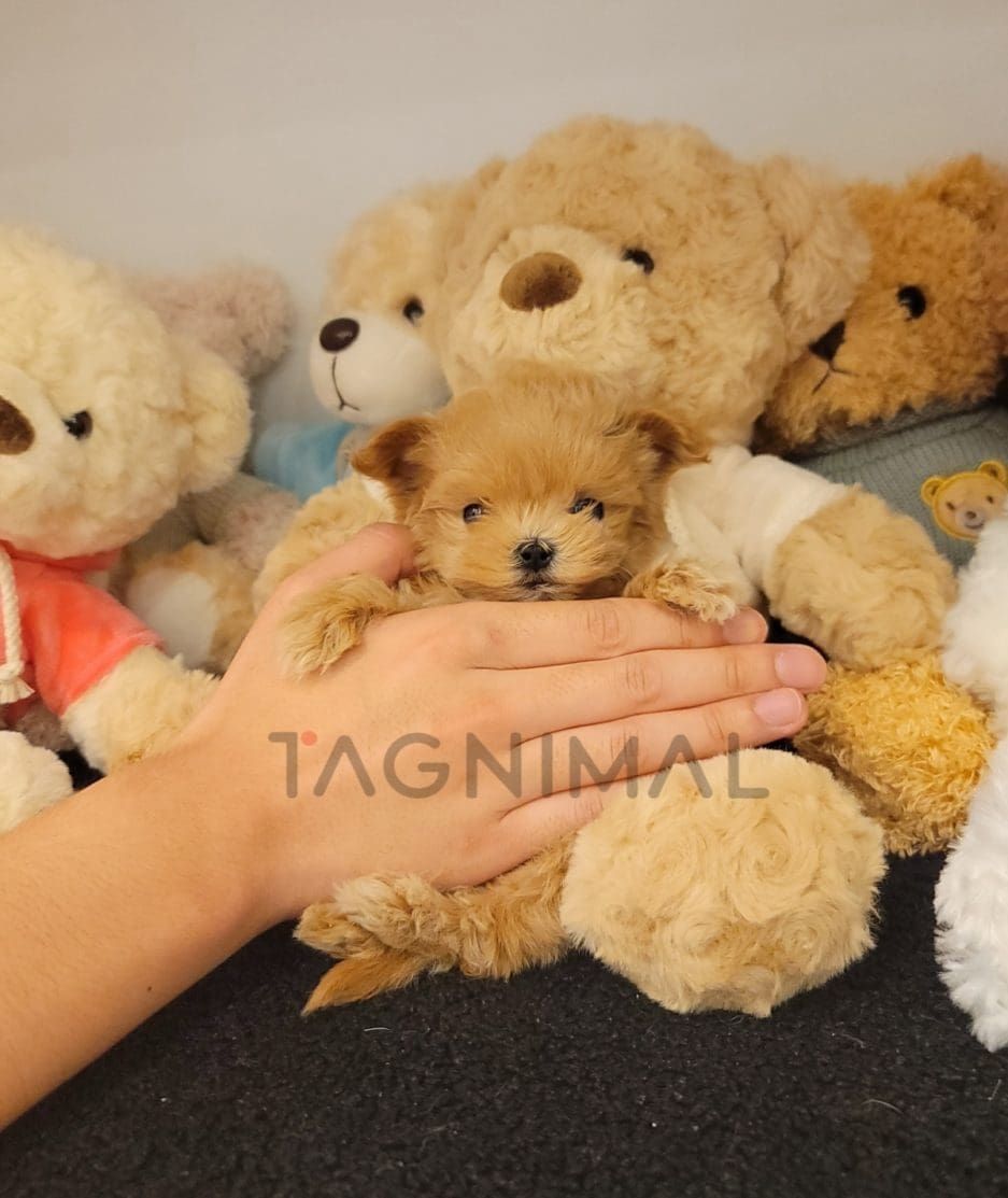 Maltipoo puppy for sale, dog for sale at Tagnimal