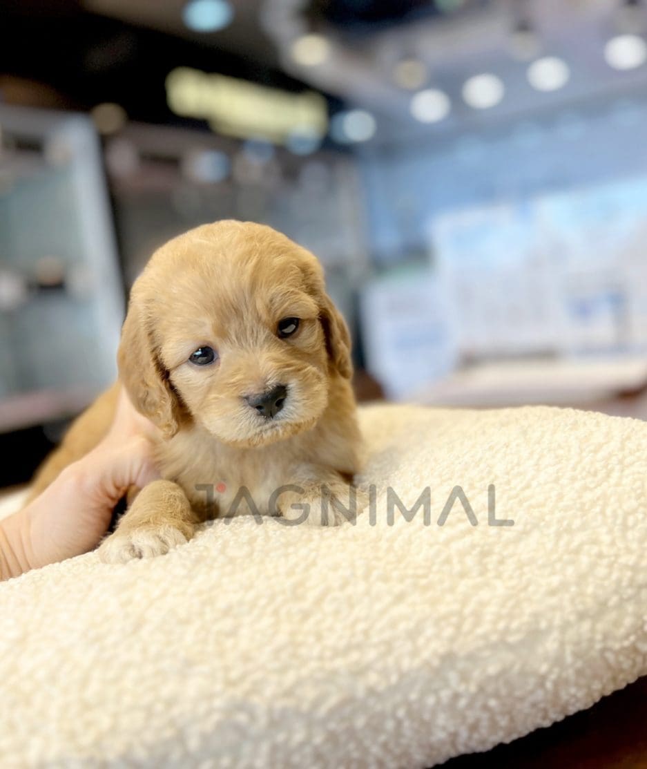 Goldendoodle puppy for sale, dog for sale at Tagnimal