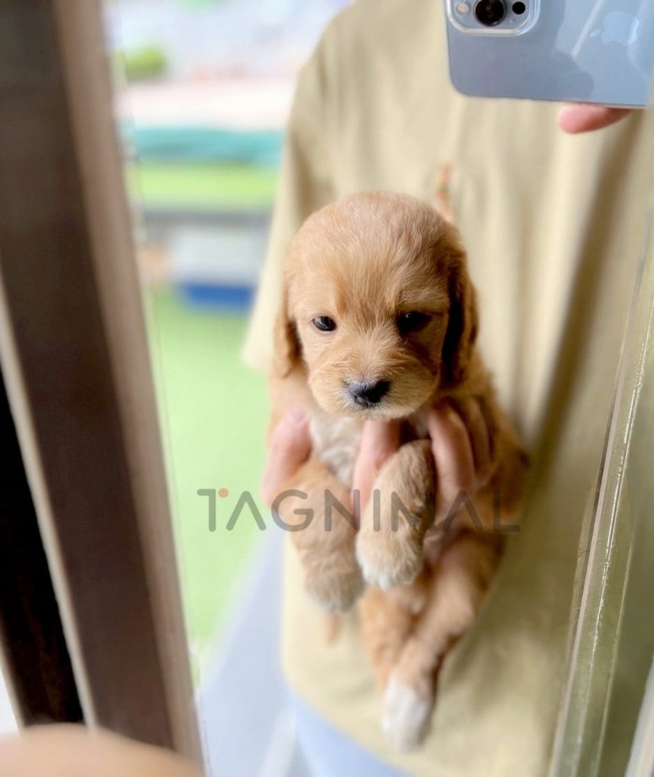 Goldendoodle puppy for sale, dog for sale at Tagnimal