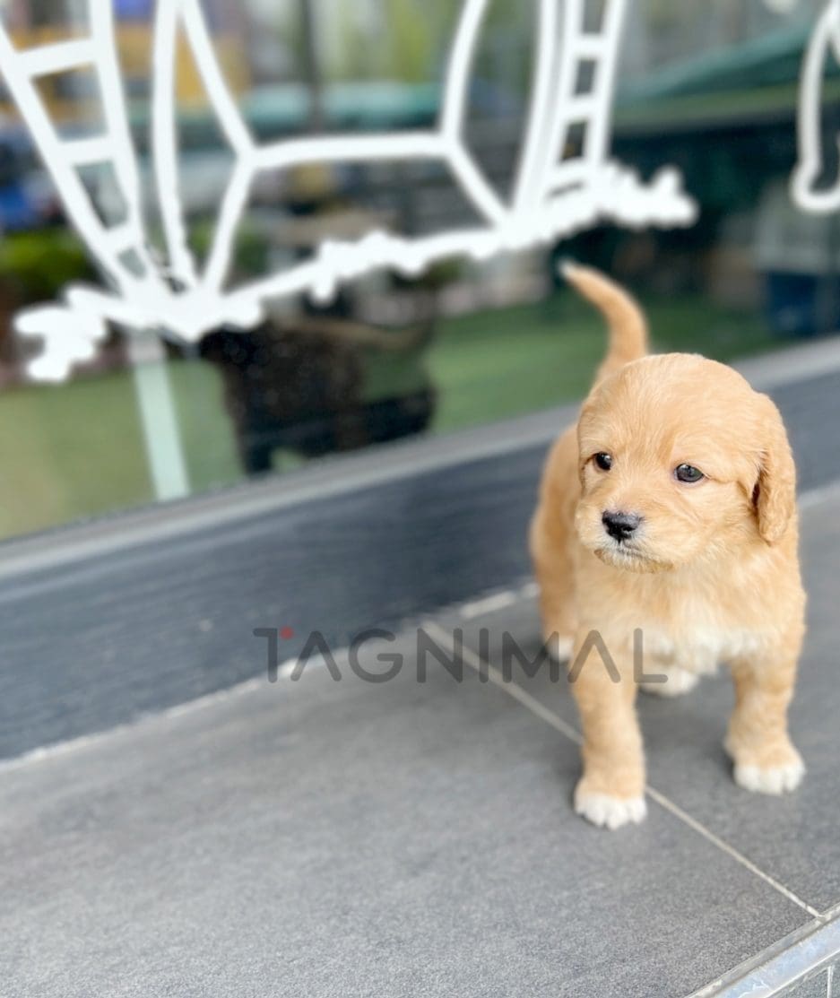 Goldendoodle puppy for sale, dog for sale at Tagnimal