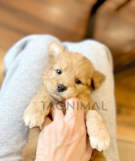 Goldendoodle puppy for sale, dog for sale at Tagnimal