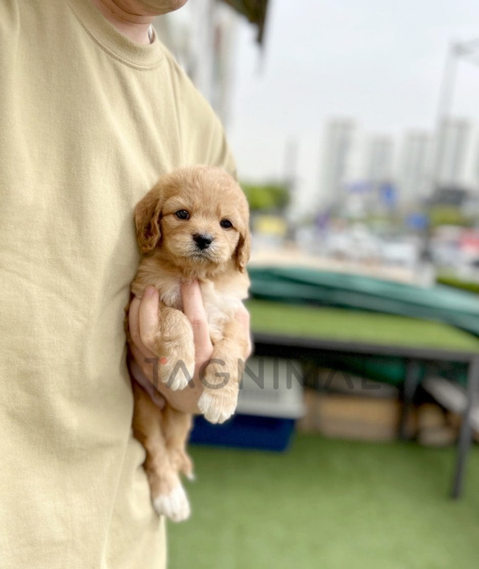 Goldendoodle puppy for sale, dog for sale at Tagnimal