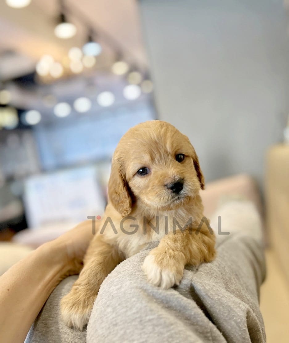 Goldendoodle puppy for sale, dog for sale at Tagnimal