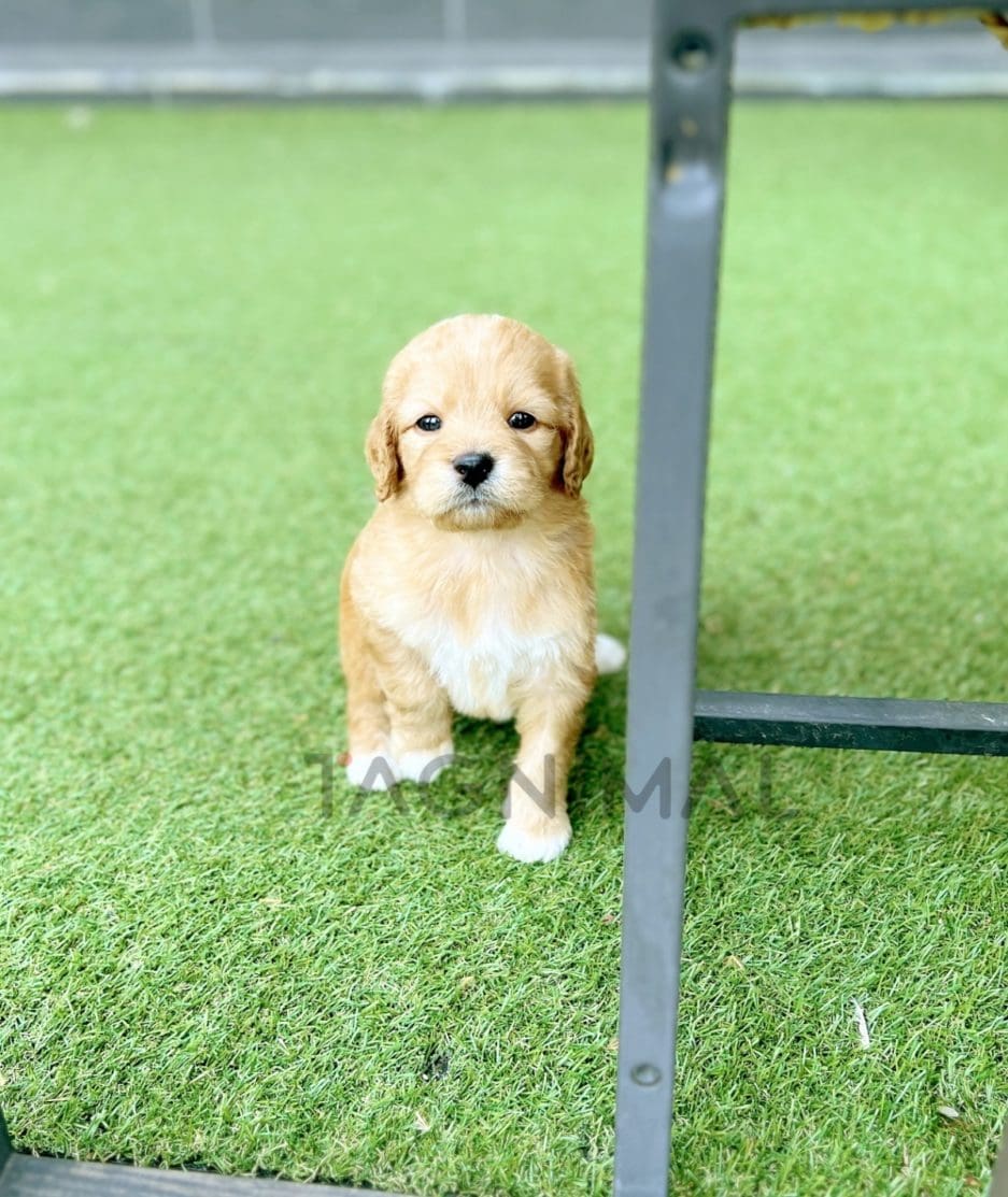 Goldendoodle puppy for sale, dog for sale at Tagnimal